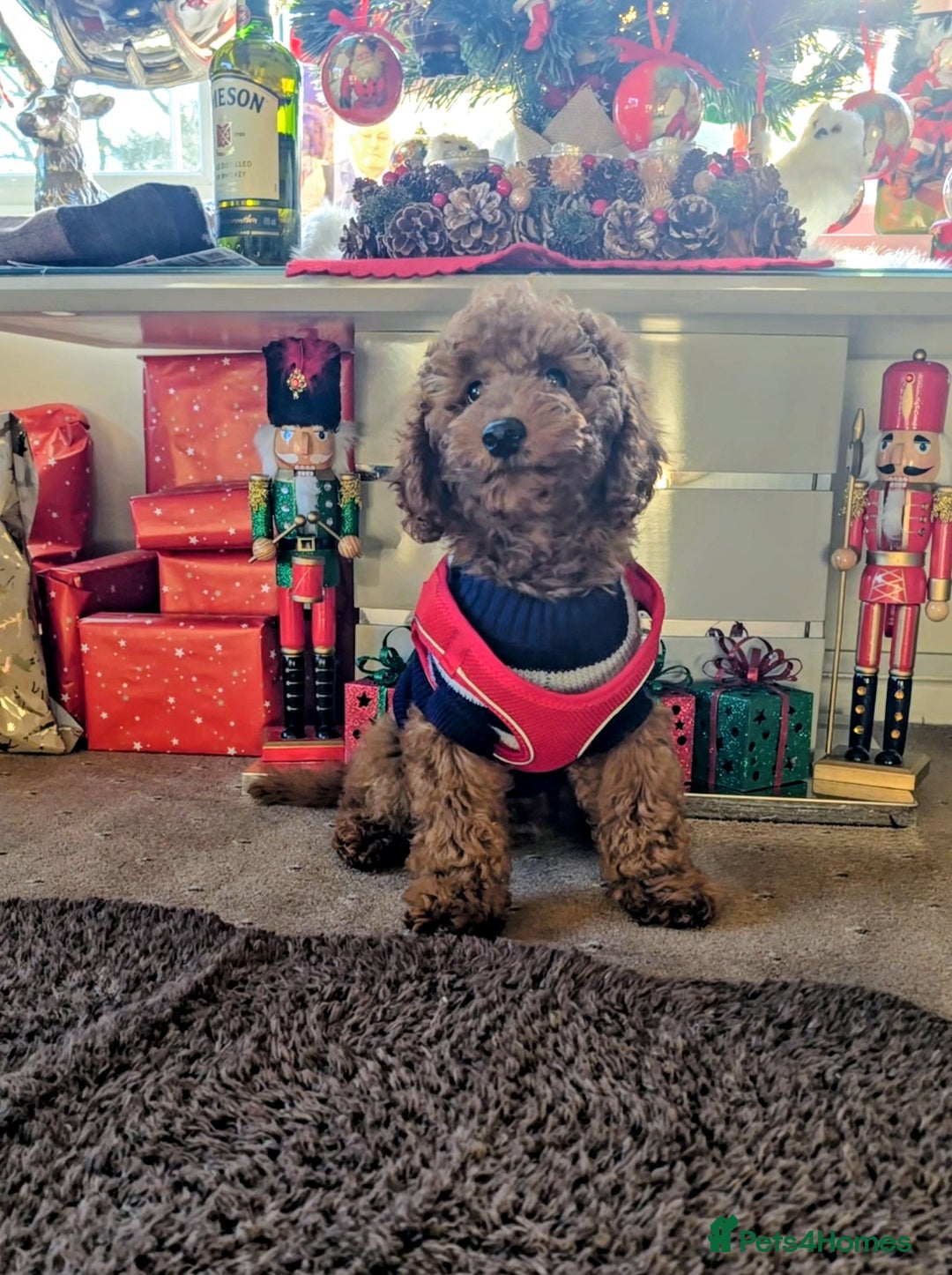 Miniature Poodle dogs for sale: MINIATURE POODLE BOYS NOW AVAILABLE!  - Advert 9