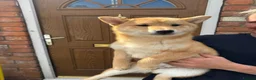 Japanese Shiba Inu dogs for sale: Shiba girls kc registered available  - Advert 10