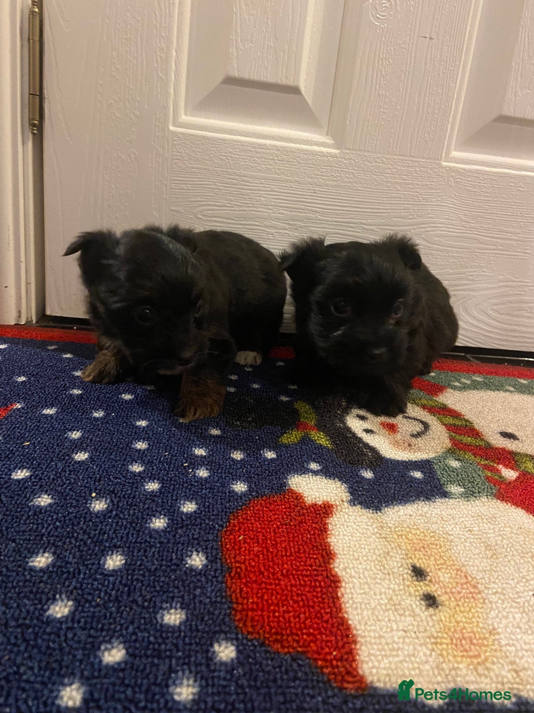 Jack Russell dogs for sale: Beautiful little jack Russel terrier x - Advert 5