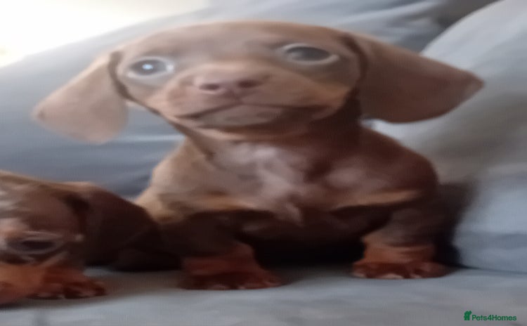 Miniature Dachshund dogs - Advert 7