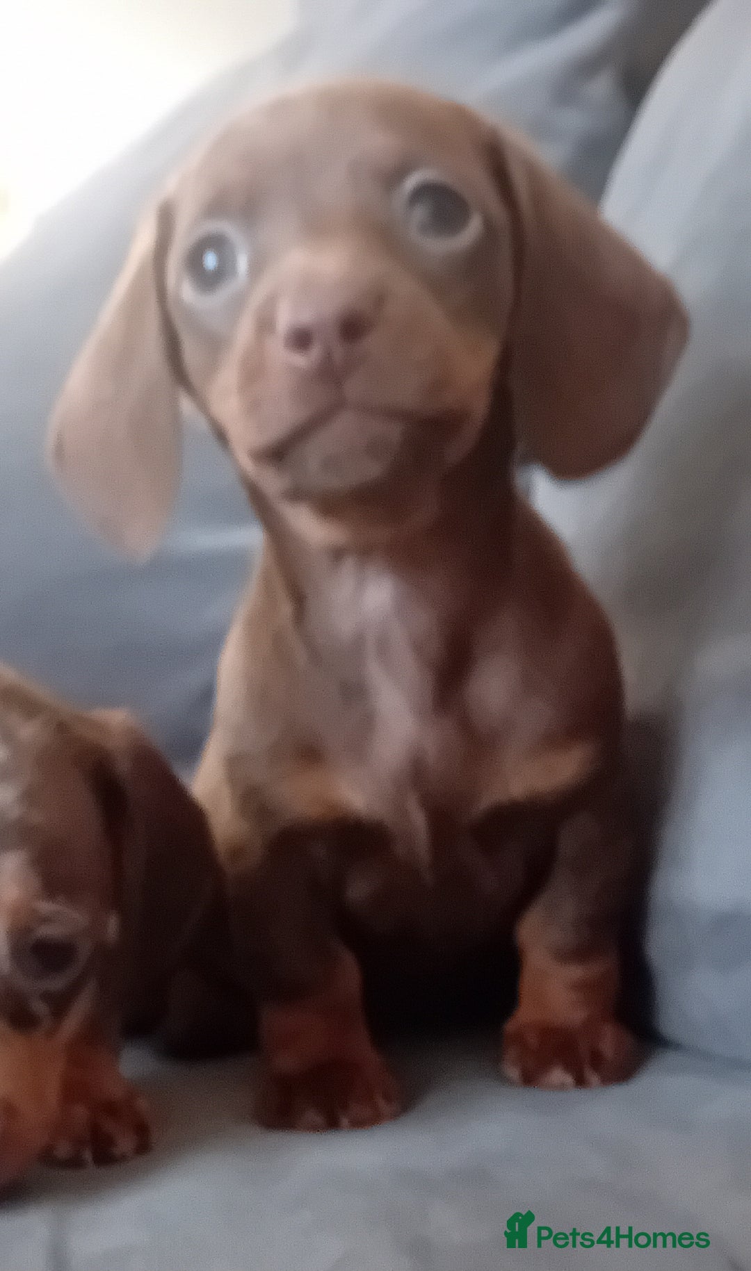 Miniature Dachshund dogs for sale: *READY TO GO* Miniature Daschund Puppies - Image 4