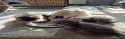 Mixed Breed cats for sale: Ragcoons in Newton-le-Willows - Advert 3