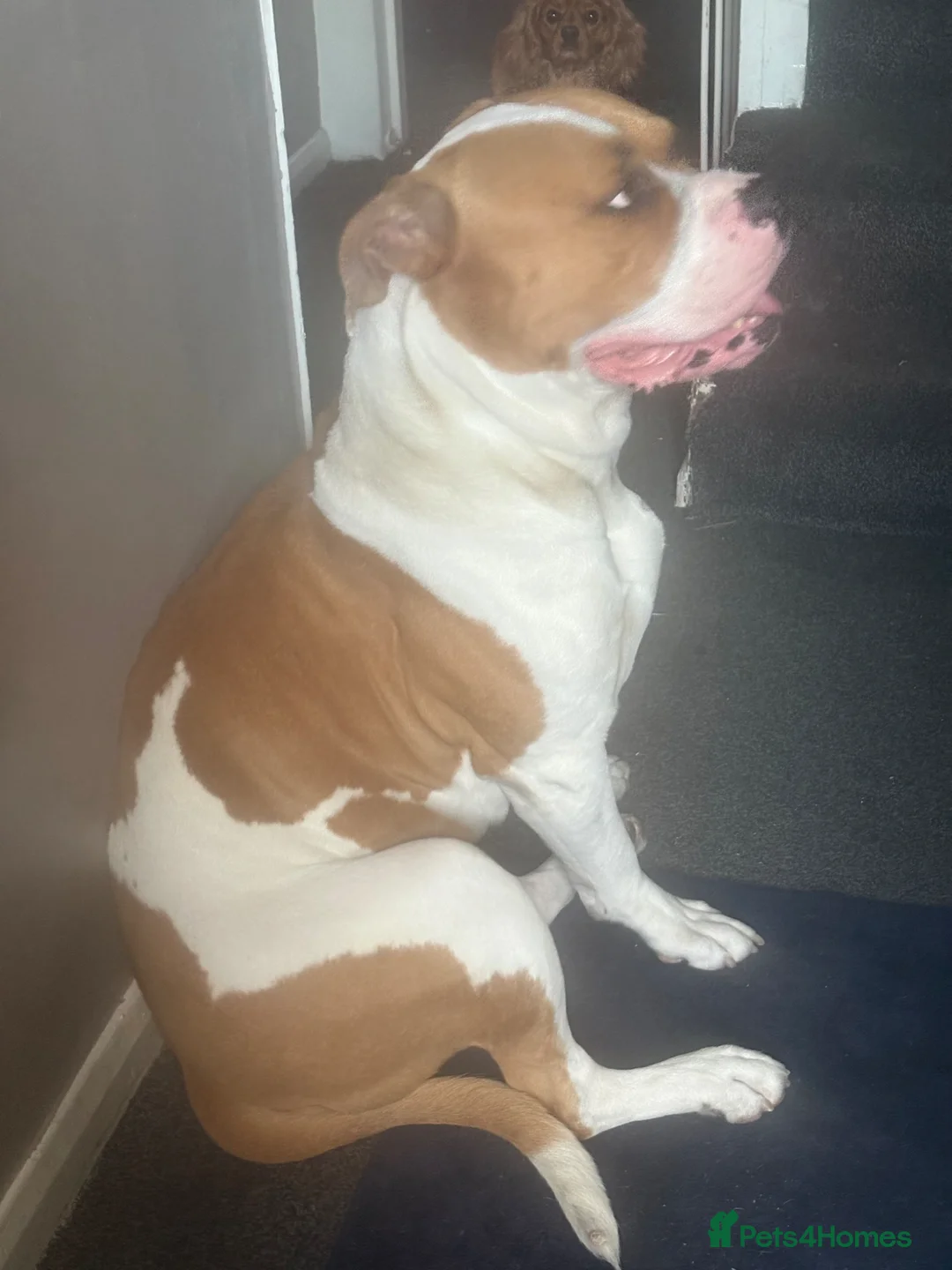 American Bulldog dogs for stud: Beautiful Boy to make a stud max  in Burntwood - Advert 1
