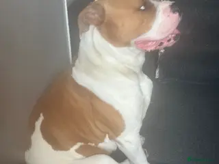 American Bulldog dogs Beautiful Boy to make a stud max - Advert 10