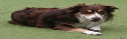 Border Collie dogs for stud: At STUD red tri Border Collie - Advert 2