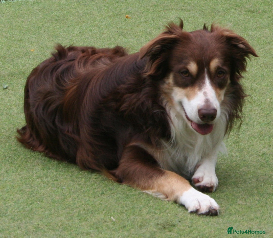 Border Collie dogs for stud: At STUD red tri Border Collie - Image 2