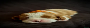 Orange collar boy