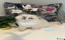 Ragdoll cats for sale: Beautiful Ragdoll Kittens - Advert 10