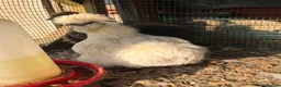 Chickens poultry for sale: USA silkie bantams  - Advert 4