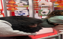 Pekingese dogs for sale: Top quality KC Reg Pekingese boys - Image 5