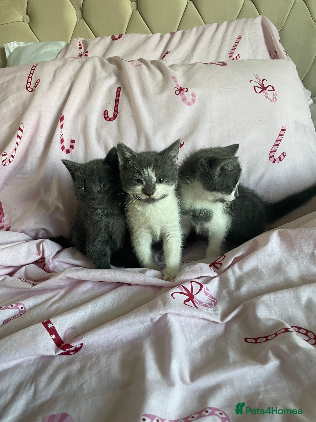 Mixed Breed cats for sale: Fluffy grey kittens 🐾 3 males available  - Advert 3