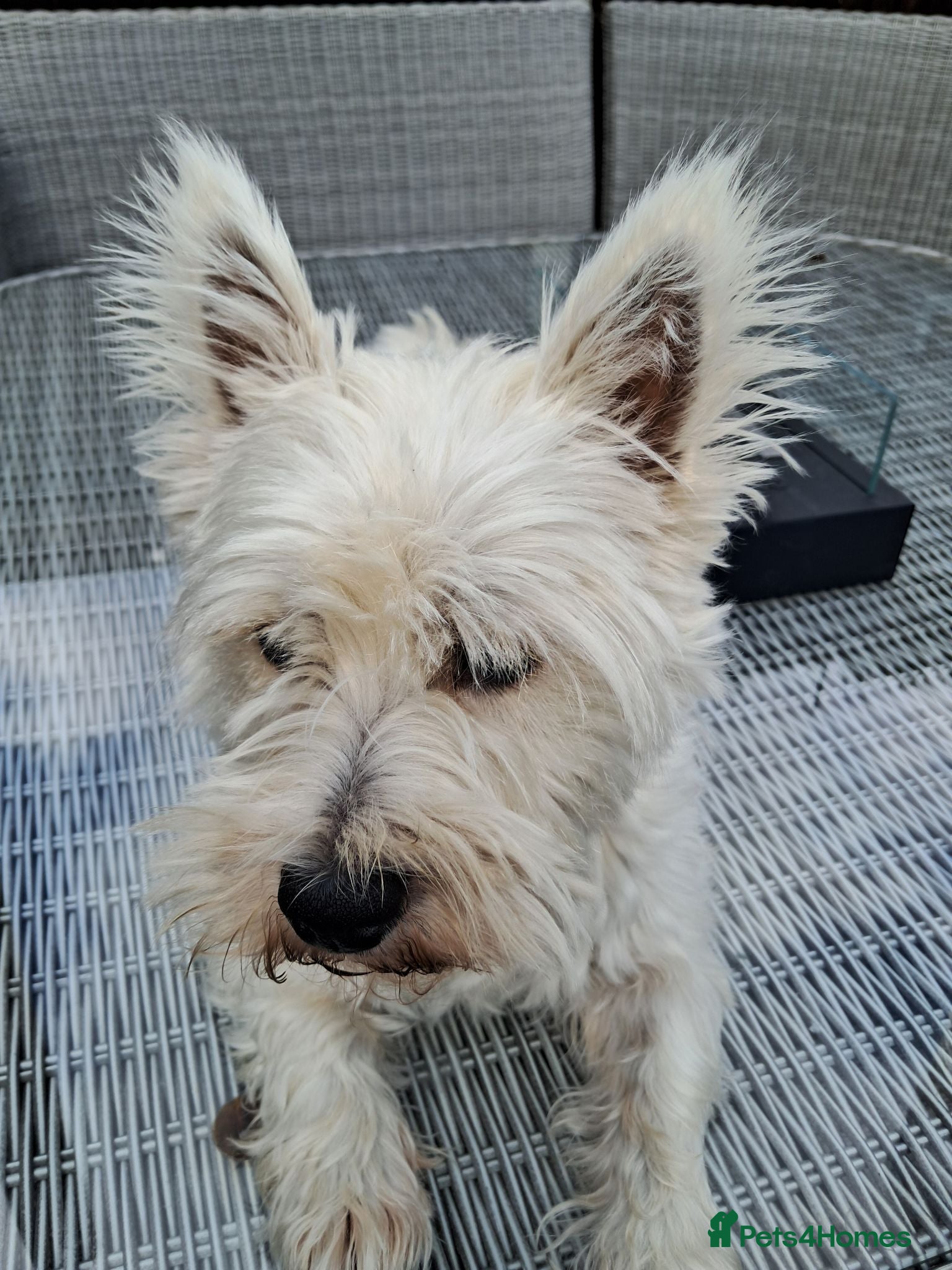 West Highland Terrier dogs  2 year old West Highland Terrier Kc reg Female - Advert 1
