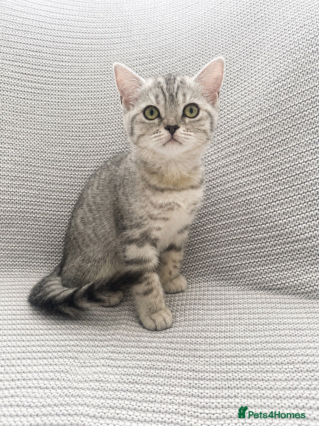 British Shorthair cats Only One BSH Girl left  - Advert 11