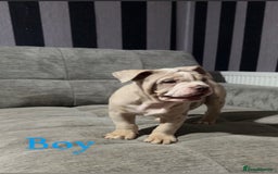 Mixed Breed dogs for sale: Bullpei puppies  - Image 5