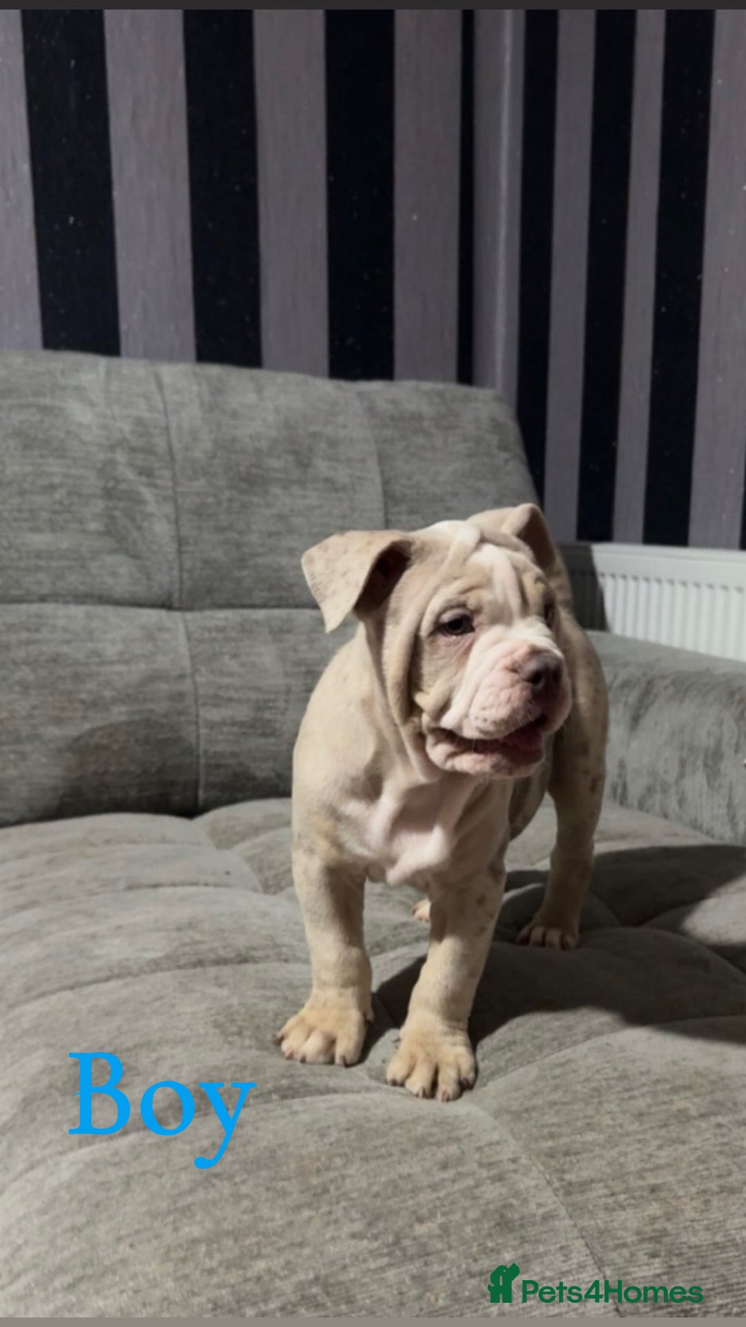 Mixed Breed dogs for sale: Bullpei puppies  - Image 5