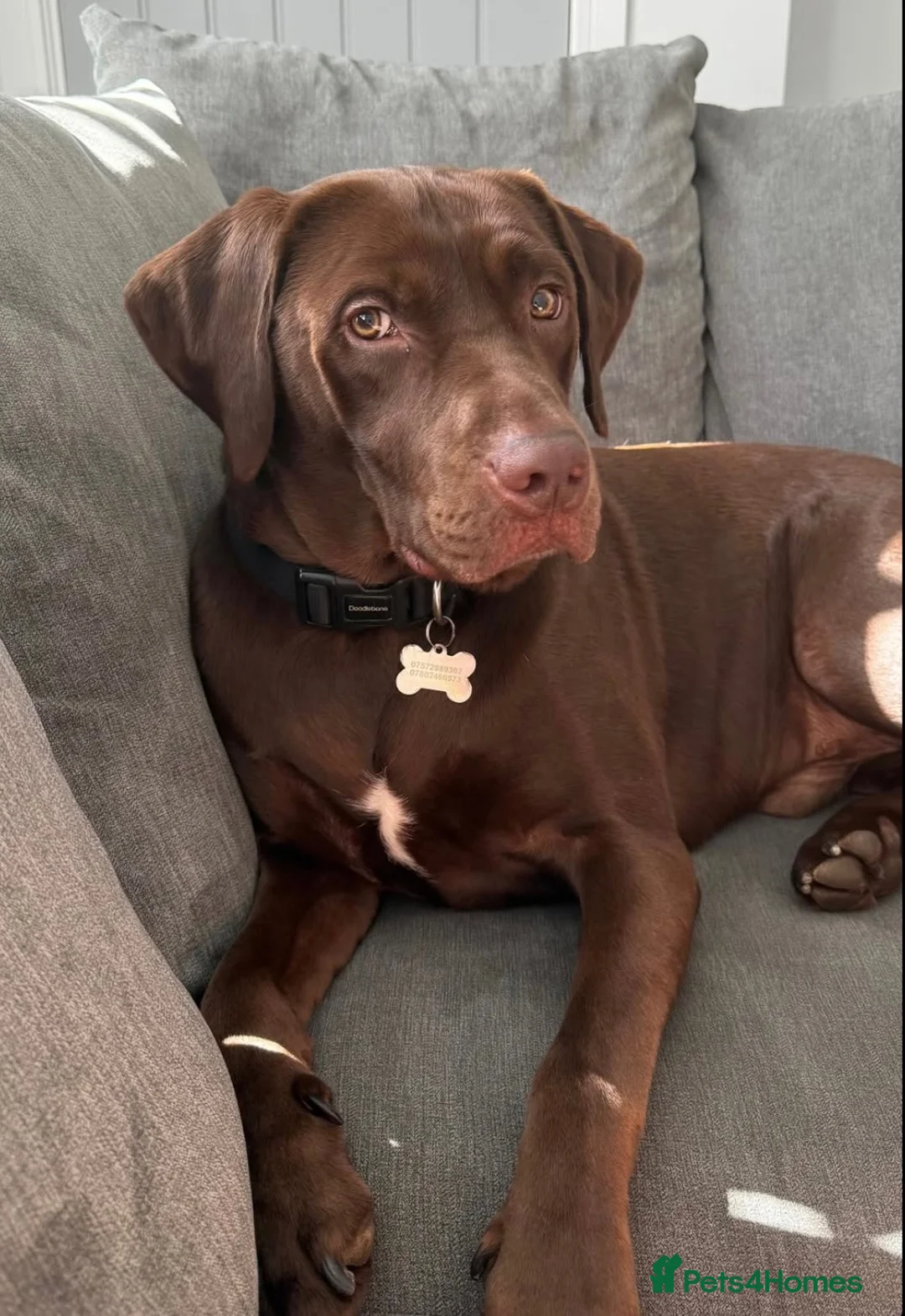 Labrador Retriever dogs for sale: Chocolate Labrador Retriever in Sheffield - Advert 4