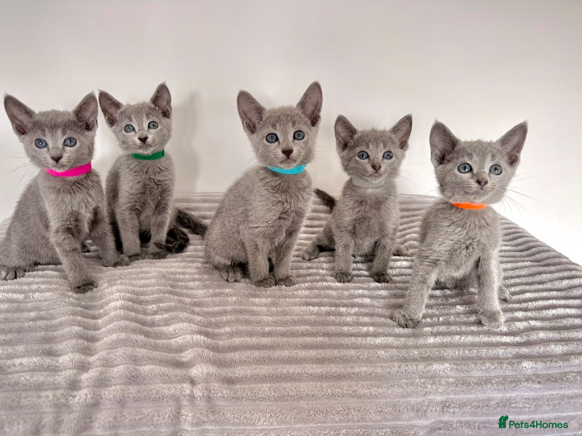 Russian Blue cats TICA registered pedigree Russian Blue kittens - Advert 1