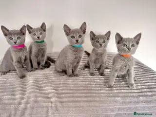 Russian Blue cats TICA registered pedigree Russian Blue kittens - Advert 1