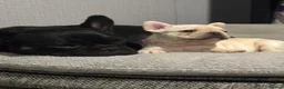 French Bulldog dogs for sale: KC REG AND FULL PEDIGREE FRENCH BULLDOGS - Advert 12