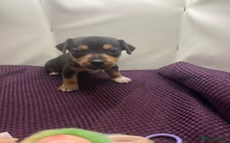 Jack Russell dogs for sale: Miniature natural bobtailed Jack Russells - Image 2
