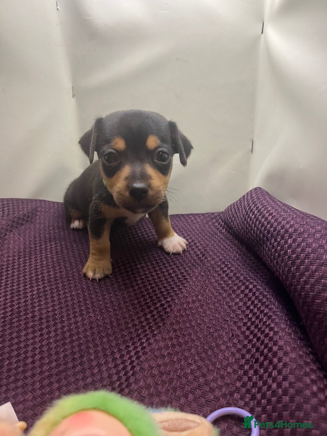 Jack Russell dogs for sale: Miniature natural bobtailed Jack Russells - Image 2