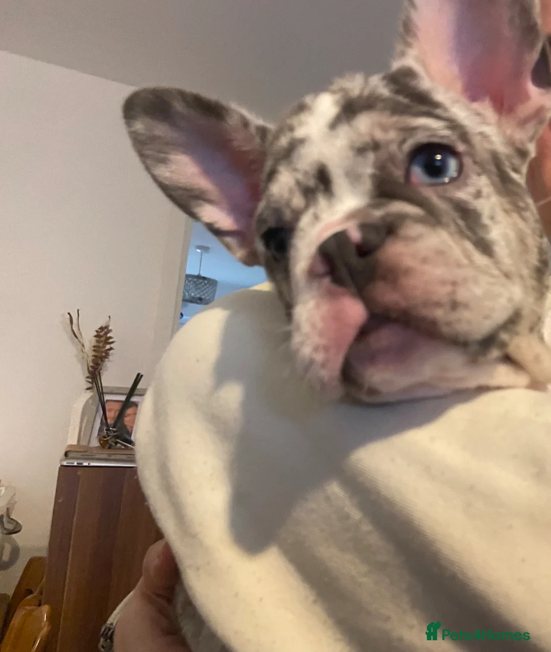French Bulldog dogs for sale: Hugo - loving Frenchie for 5⭐️Home - Advert 6