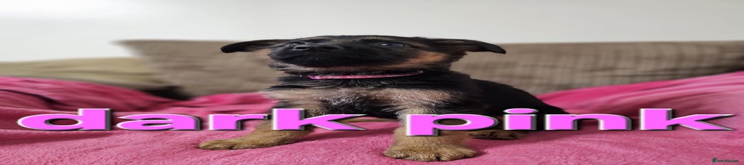 Dark pink