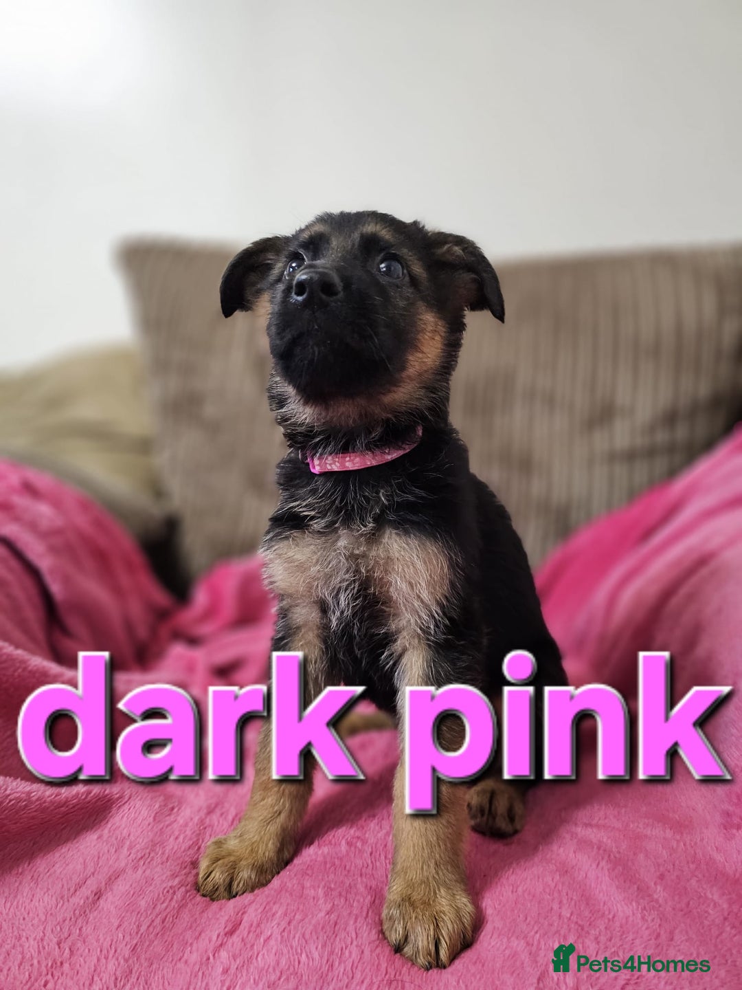 German Shepherd dogs for sale: German Shepherd puppies - Image 16