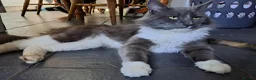 Mixed Breed cats for sale: 3 Beautiful Maine CoonXCalaco Kittens 1 Boy 2 Girl in Bridgnorth - Advert 14