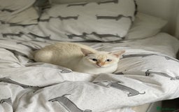 Siamese cats for sale: Ariel - Rescue Siamese - Image 17