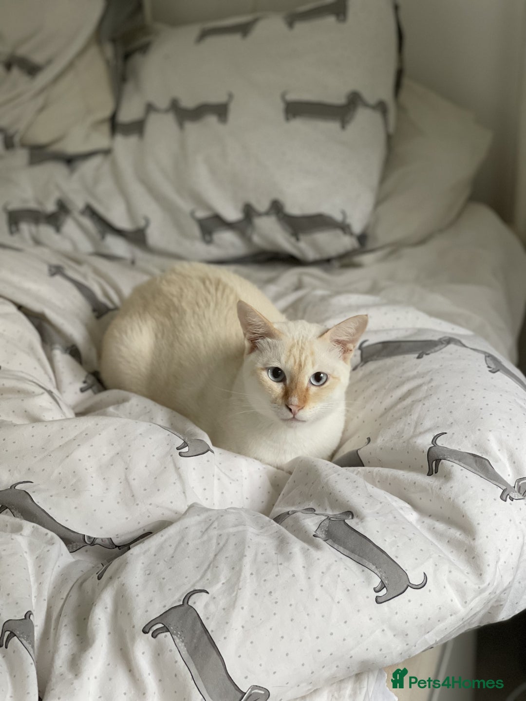 Siamese cats for sale: Ariel - Rescue Siamese - Image 17