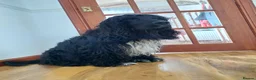 Cocker Spaniel dogs for sale: Cocker Spaniel puppies  - Advert 6