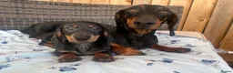 Dachshund dogs for sale: Dachshund  - Advert 3