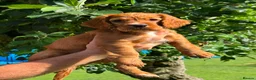 Sprocker dogs for sale: 1 beautiful female Sprocker left ❤️ - Advert 9