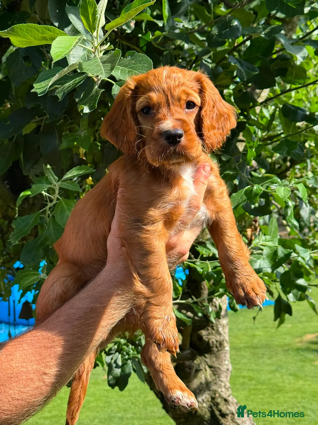Sprocker dogs for sale: 1 beautiful female Sprocker left ❤️ - Advert 9