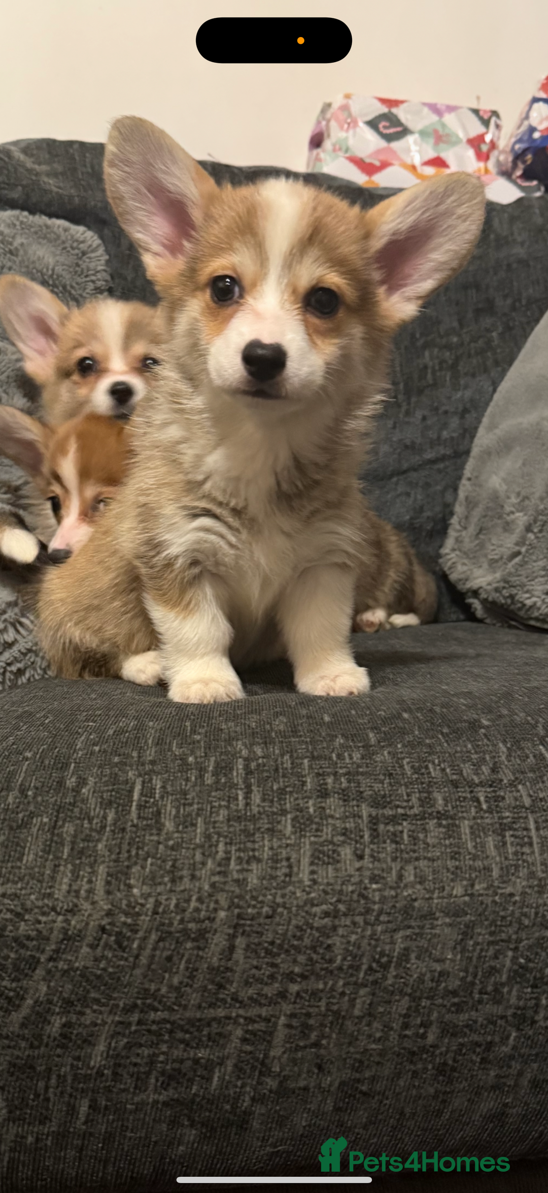 Welsh Corgi Pembroke dogs for sale: Kc reg Pembroke 1 boy left beautiful markings 💙 - Advert 22