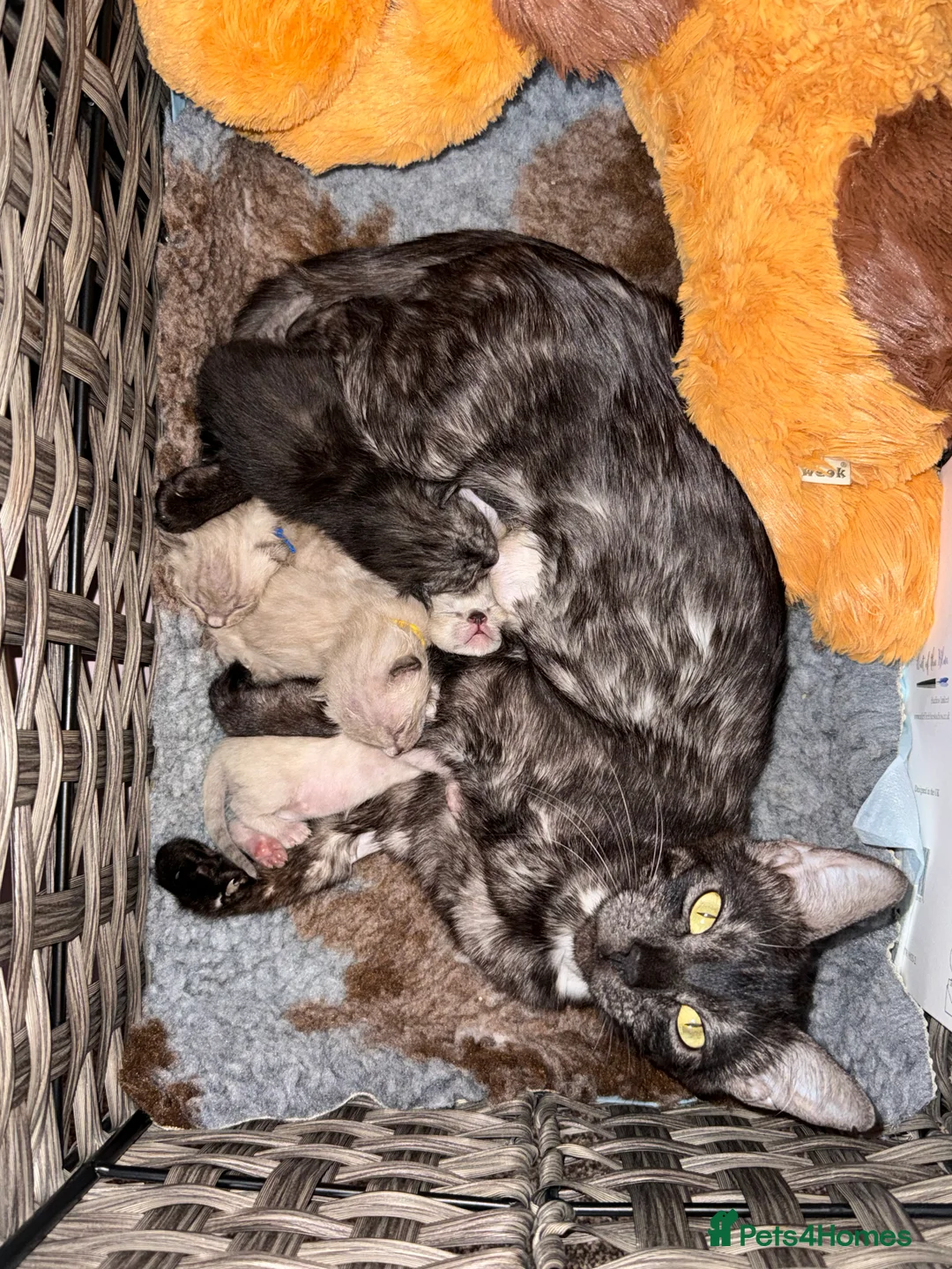 Bengal cats for sale: TICA registered silver black spotted tabby 💜⭐️ - Advert 2