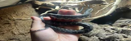 Snake reptiles for sale: CB2025 Giant Madagascan Hognose in Canterbury - Advert 3