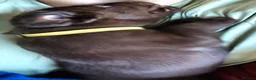 Labrador Retriever dogs for sale: Labrador Puppies Black & Chocolate Ready 31st Oct - Advert 26