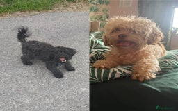 Shihpoo dogs for sale: Adorable Shihpoo puppies 🐾🐕🤍 - Image 1
