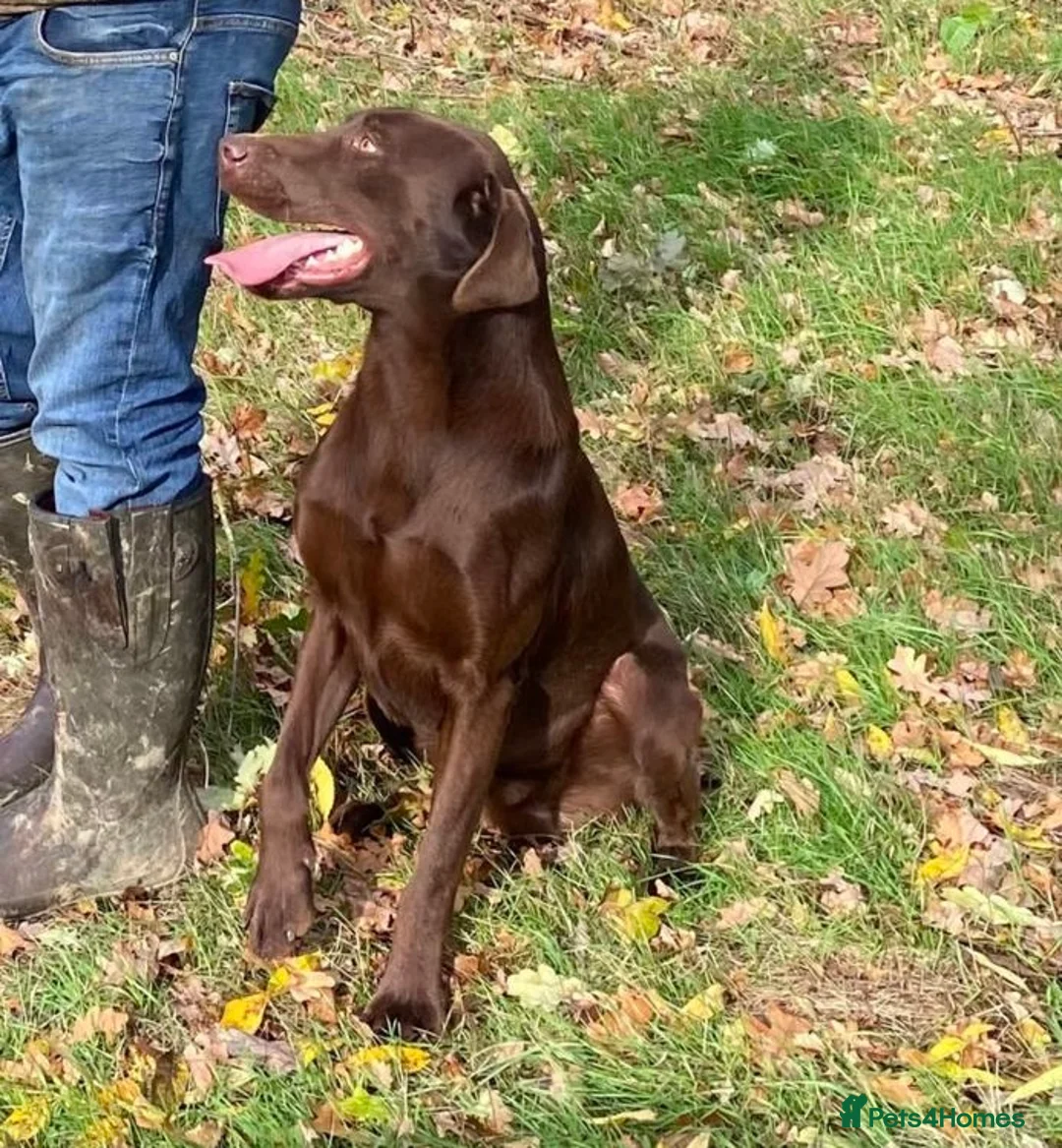 Labrador Retriever dogs for sale: Outstanding health tested Chocolate Labradors  - Advert 13