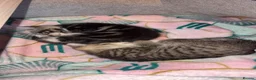 Domestic Shorthair cats for sale: 2 beautiful little tabby girls - Advert 15