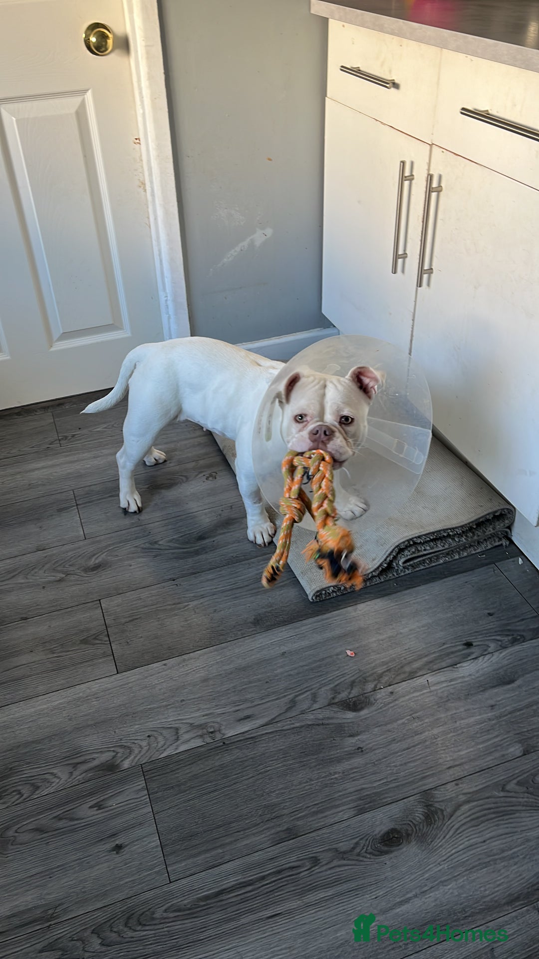 American Bully dogs for sale: For sale  - Advert 3