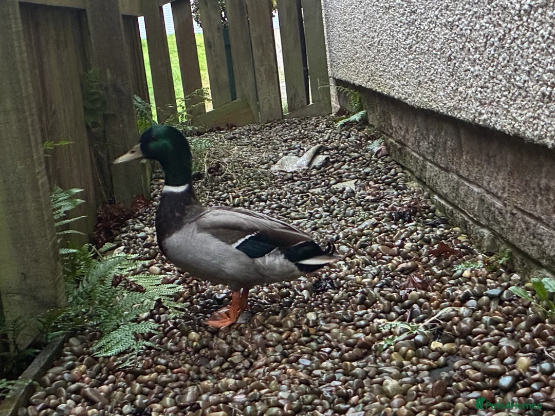 Ducks poultry for sale: Drake mallard selling due to many drakes  - Advert 1