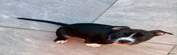 Staffordshire Bull Terrier dogs for sale: Only ONE female left!📣Staffordshire Bull Terrier - Advert 2
