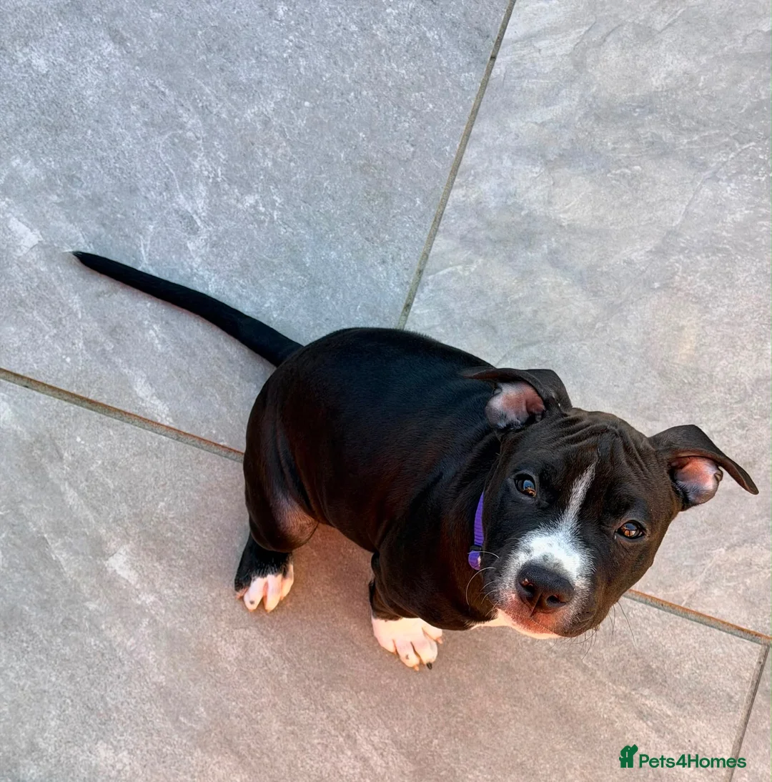Staffordshire Bull Terrier dogs for sale: Only ONE female left!📣Staffordshire Bull Terrier - Advert 2