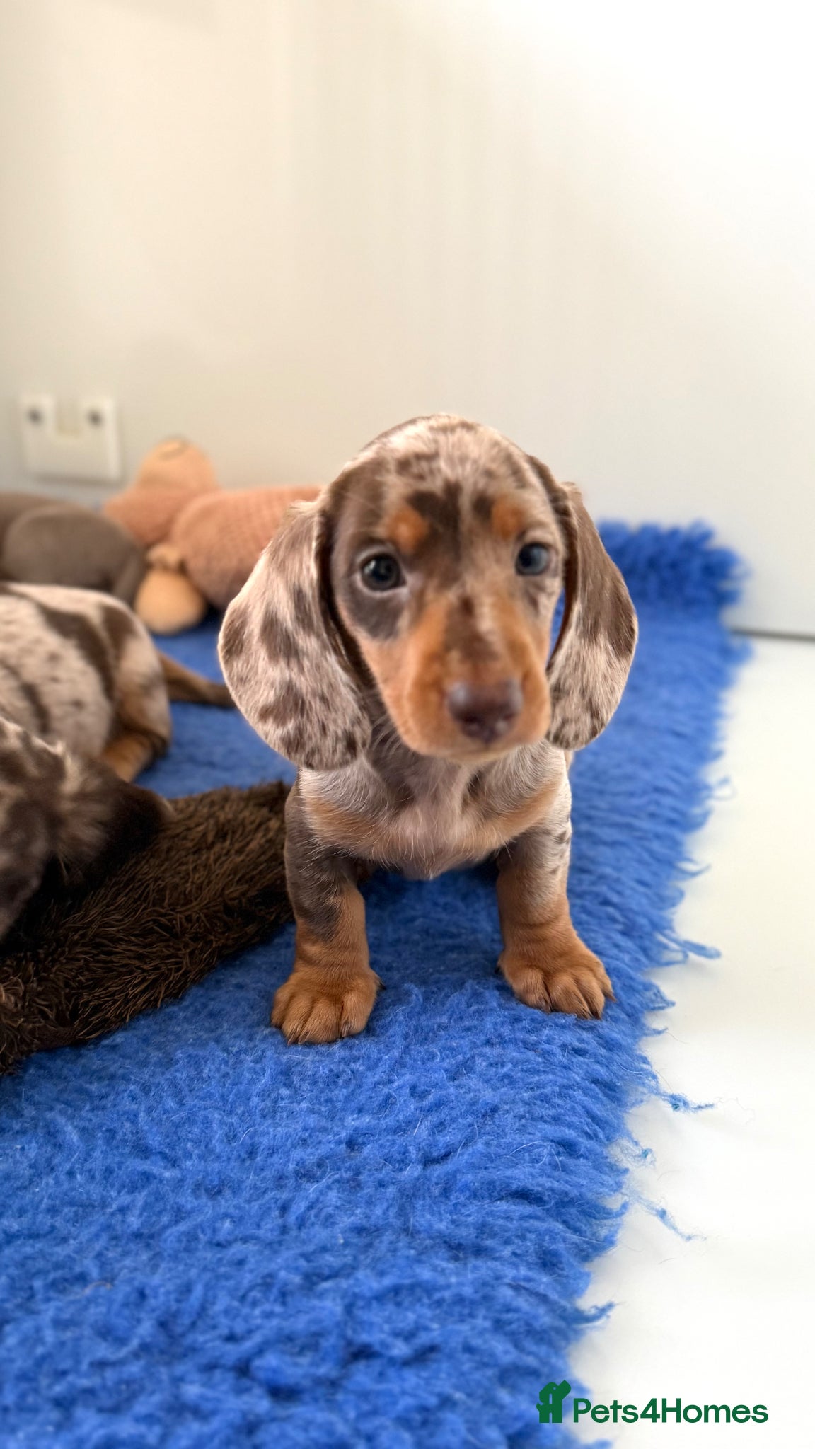 Miniature Dachshund dogs Quality miniature long hair & smooth hair puppy's - Advert 1
