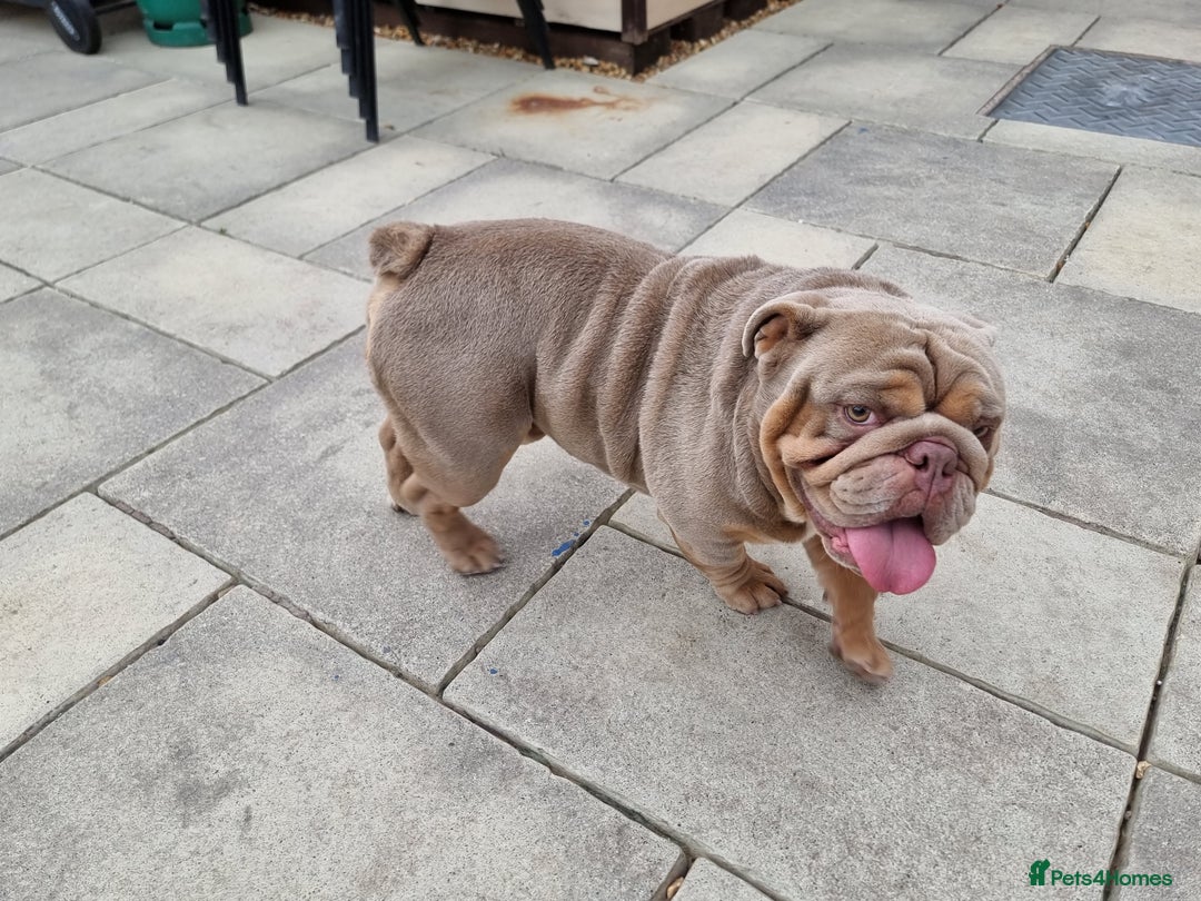 English Bulldog dogs for sale: 3 Year old Beautiful Lilac and Tan Male - Image 11