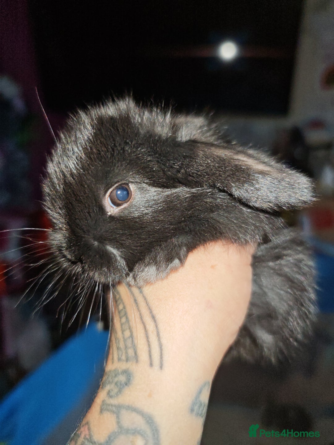 Mini Lion Lop rabbits for sale: Mini Holland lops/ lion lops - Image 2
