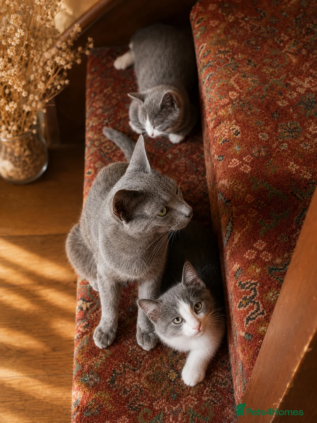 Russian Blue cats for sale: Russian blue x  - Advert 2